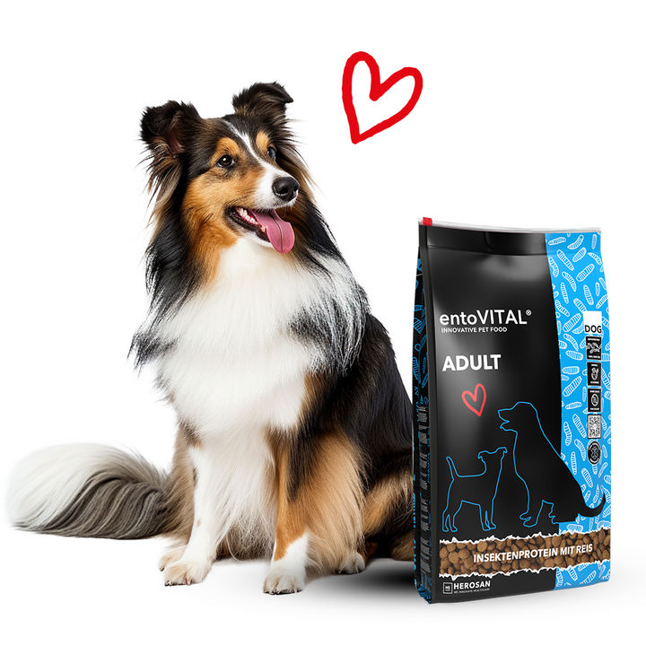 Sheltie sitzt neben einem Sack entoVITAL DOG ADULT mit Insektenprotein und Reis, darüber ein rotes Herz