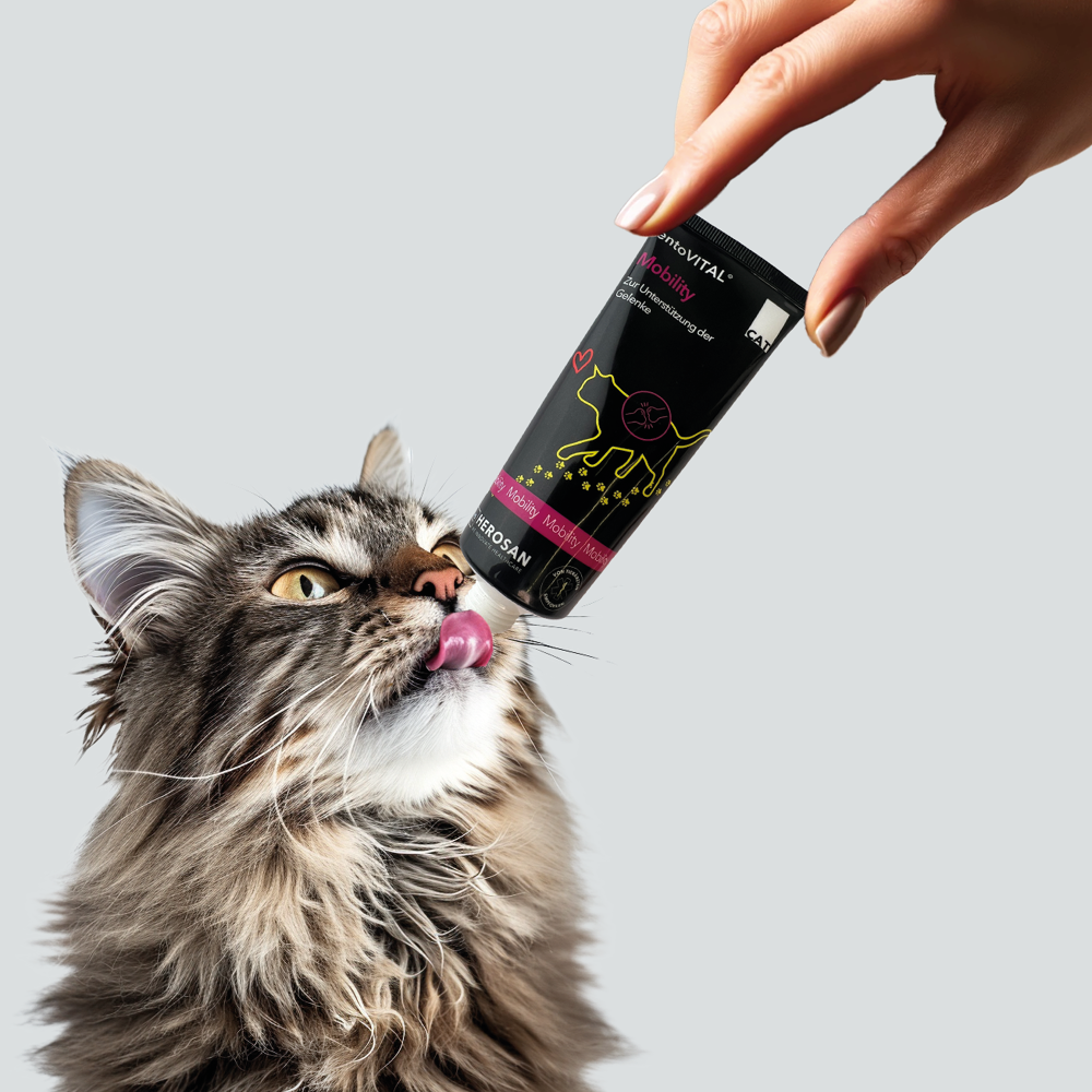 Eine Hand hält eine Tube entoVITAL CAT Mobility, eine langhaarige getigerte Katze leckt die Paste ab