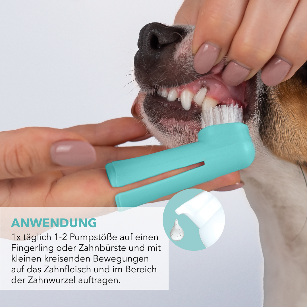 Anwendung von TAMACAN CBD Dental Gel: Gel auf Zähne und Zahnfleisch auftragen