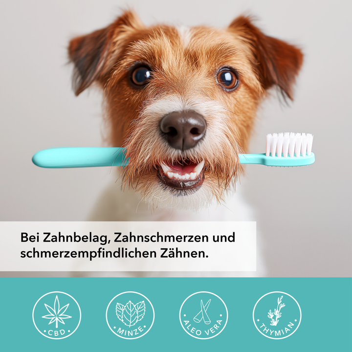 TAMACAN CBD Dental Gel in der Anwendungssituation bei der Zahnpflege