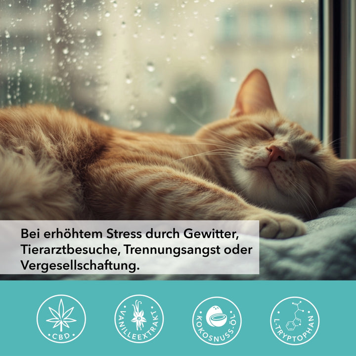 TAMACAN ISOLAT+ in der Anwendungssituation mit Tier