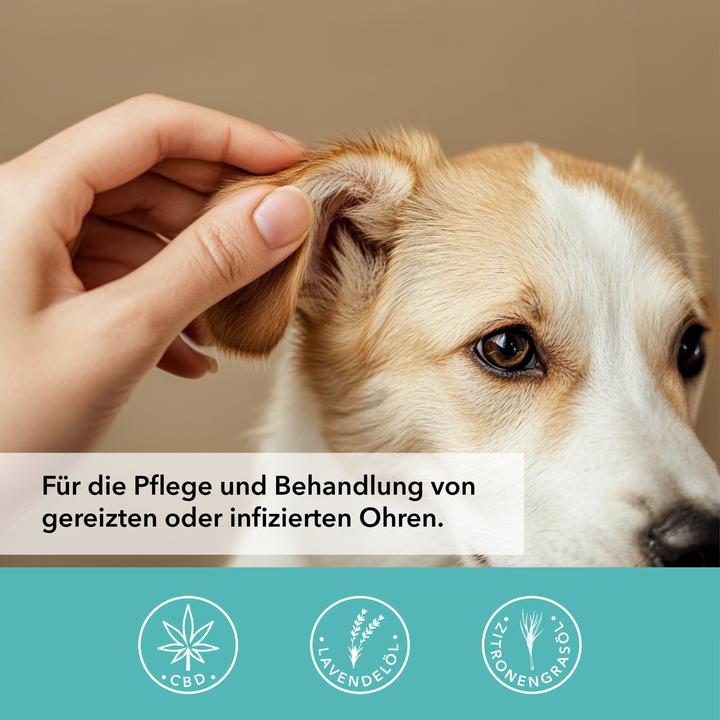 TAMACAN CBD Ohrenwohl in der Anwendungssituation bei der Ohrenpflege