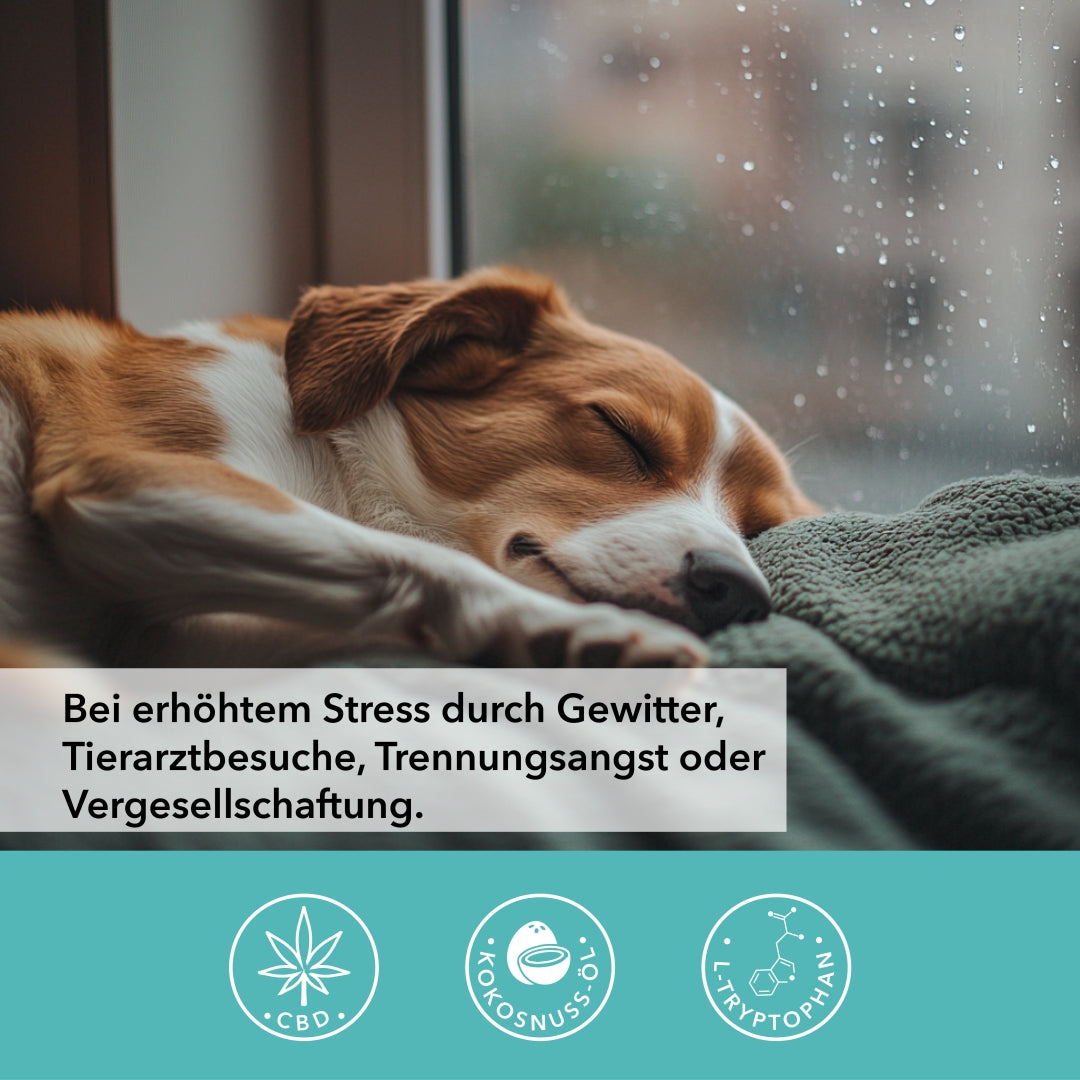 TAMACAN RELAX bei erhöhtem Stress durch Gewitter, Tierarztbesuche, Trennungsangst oder Vergesellschaftung