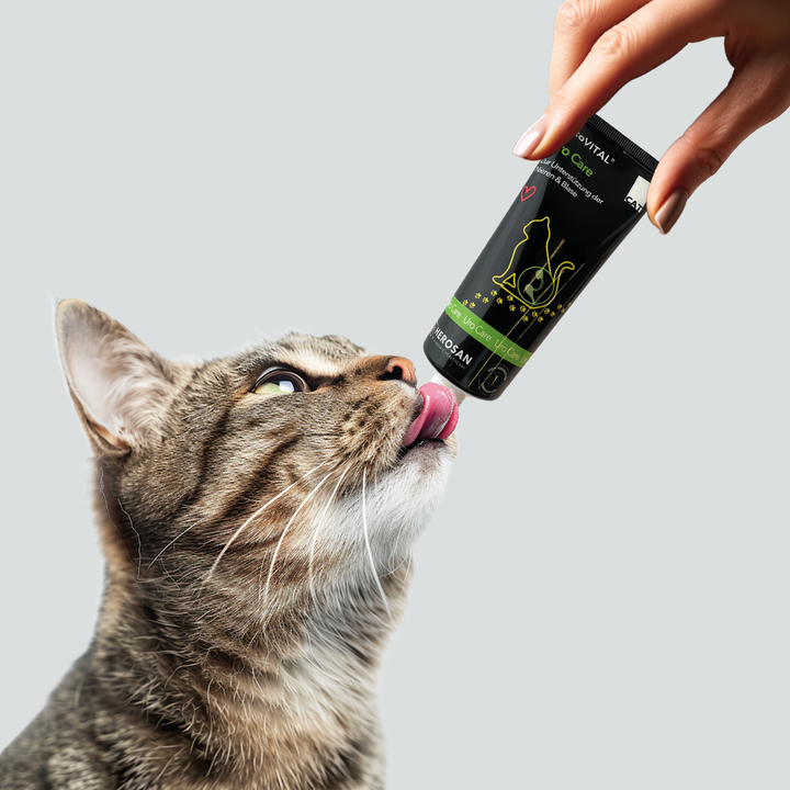 Eine Hand hält eine Tube entoVITAL CAT Uro Care, eine getigerte Katze leckt die Paste ab