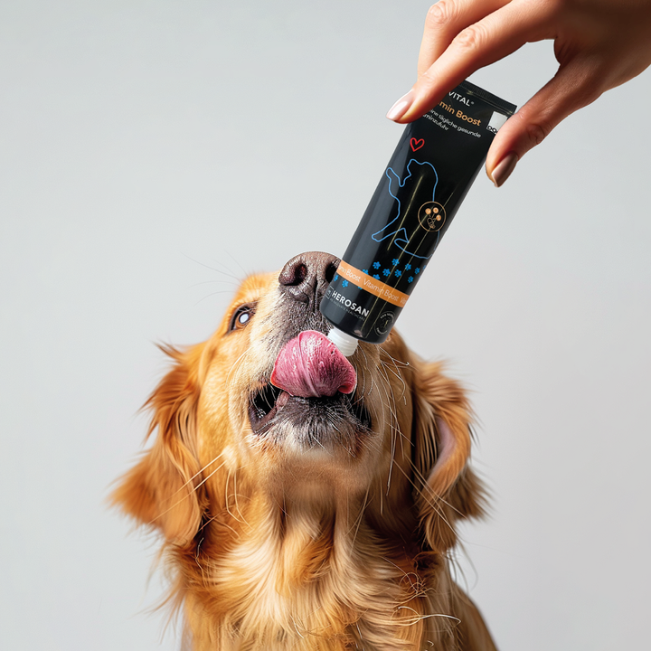 Eine Hand hält eine Tube entoVITAL DOG Vitamin Boost, ein Golden Retriever leckt die Paste ab