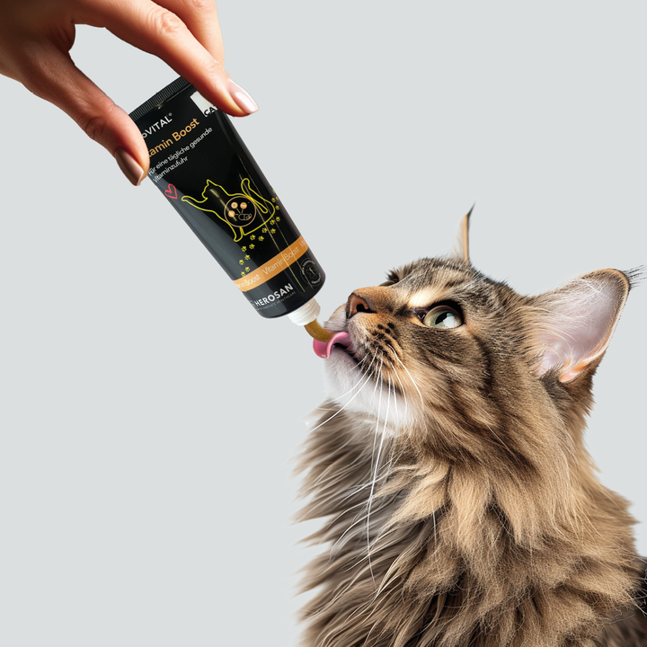 Eine Hand hält eine Tube entoVITAL CAT Vitamin Boost, eine langhaarige getigerte Katze leckt die Paste ab