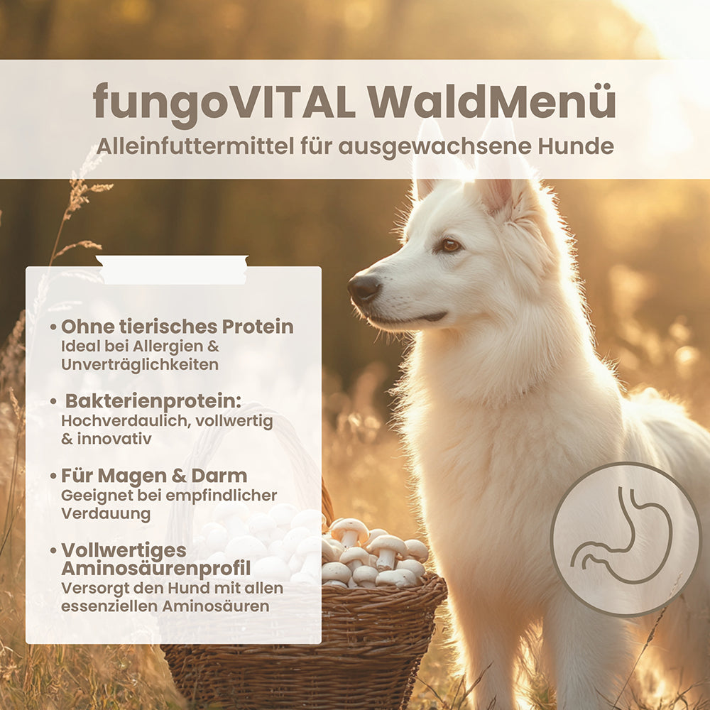 fungoVITAL WaldMenü Trockenfutter im Überblick: Merkmale des veganen Vitalpilz-Futters