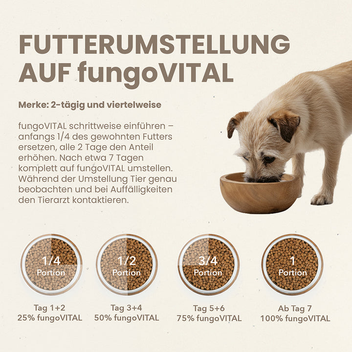 Futterumstellung auf fungoVITAL WaldMenü: empfohlener Ablauf über mehrere Tage