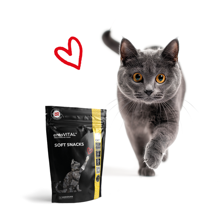 Graue Katze läuft auf die Kamera zu, davor ein Beutel entoVITAL CAT Soft Snacks und ein rotes Herz