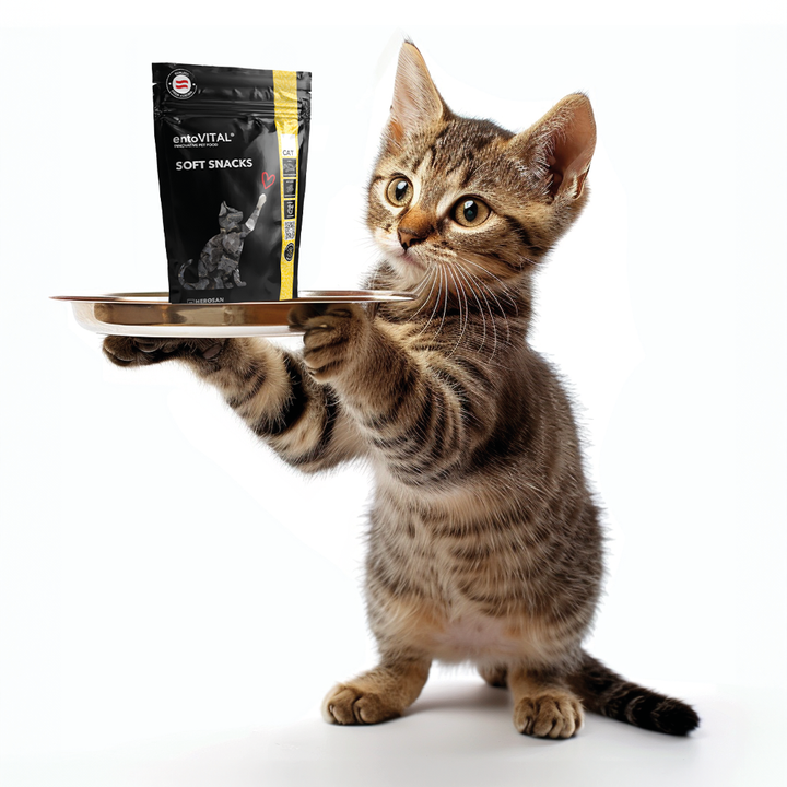 Werbemotiv: ein getigertes Kätzchen steht aufrecht und balanciert einen Beutel entoVITAL CAT Soft Snacks auf einem Serviertablett