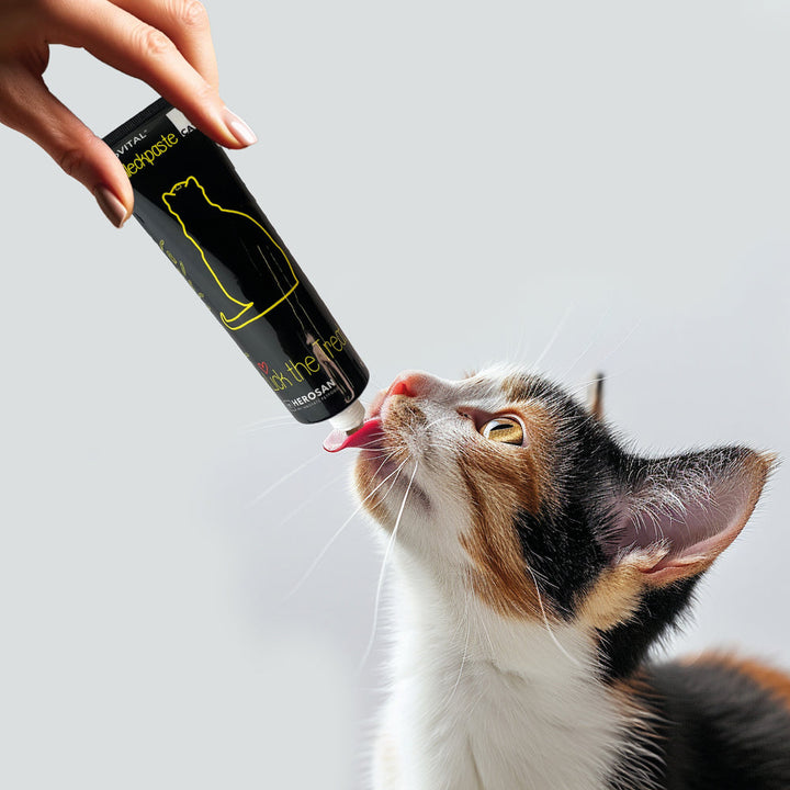 Eine Hand hält eine Tube entoVITAL CAT Schleckpaste, ein dreifarbiges Kätzchen leckt die Paste ab