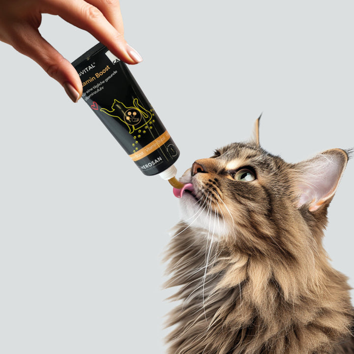 Eine Hand hält eine Tube entoVITAL CAT Vitamin Boost, eine langhaarige getigerte Katze leckt die Paste ab