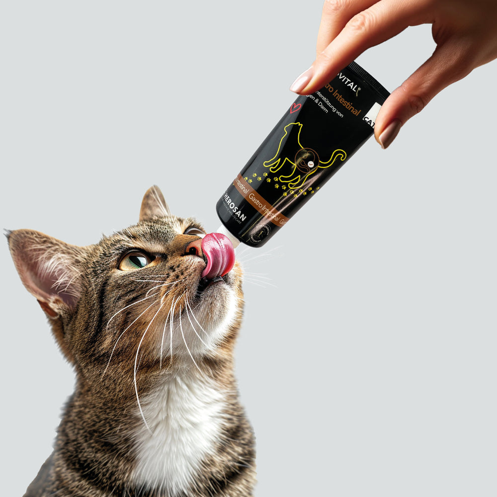 Eine Hand hält eine Tube entoVITAL CAT Gastro Intestinal, eine getigerte Katze leckt die Paste ab