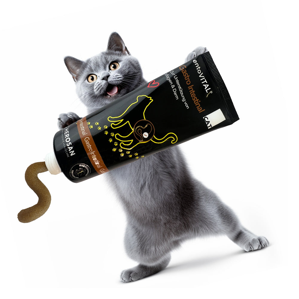 Werbemotiv: eine graue Katze hält eine überdimensionale Tube entoVITAL CAT Gastro Intestinal, aus der die Paste quillt