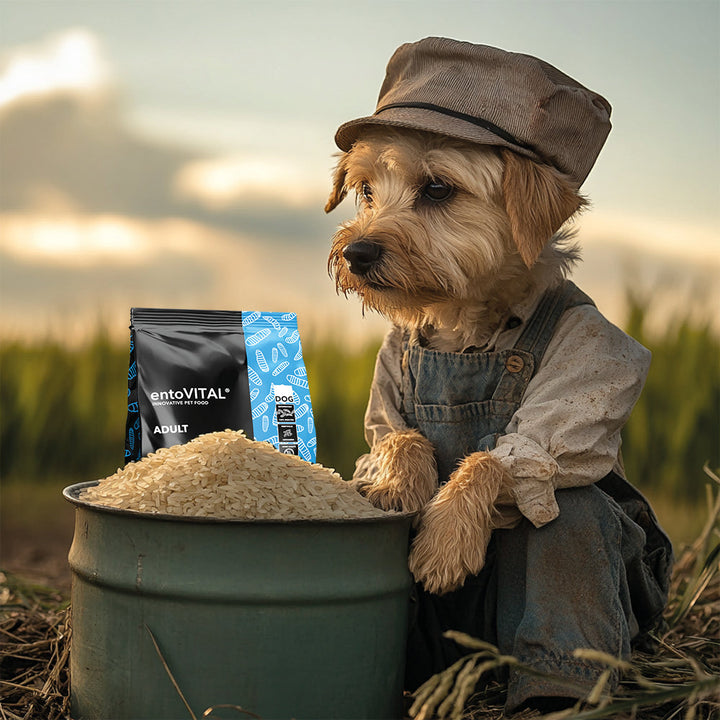 Werbemotiv: ein Terrier in Latzhose und Hut sitzt bei einem Eimer Reis auf dem Feld, daneben ein Sack entoVITAL DOG ADULT