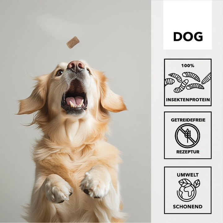 Golden Retriever fängt einen entoVITAL DOG Cube in der Luft, daneben die Merkmale: 100 Prozent Insektenprotein, getreidefreie Rezeptur, umweltschonend