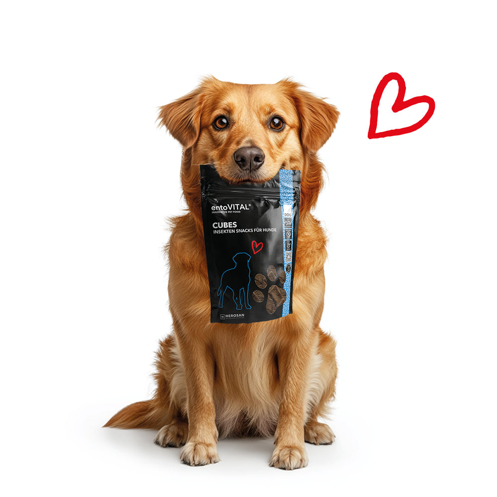 Goldbrauner Hund hält einen Beutel entoVITAL DOG Cubes im Maul, daneben ein rotes Herz