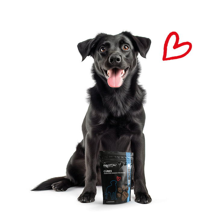 Schwarzer Hund sitzt hinter einem Beutel entoVITAL DOG Cubes, daneben ein rotes Herz