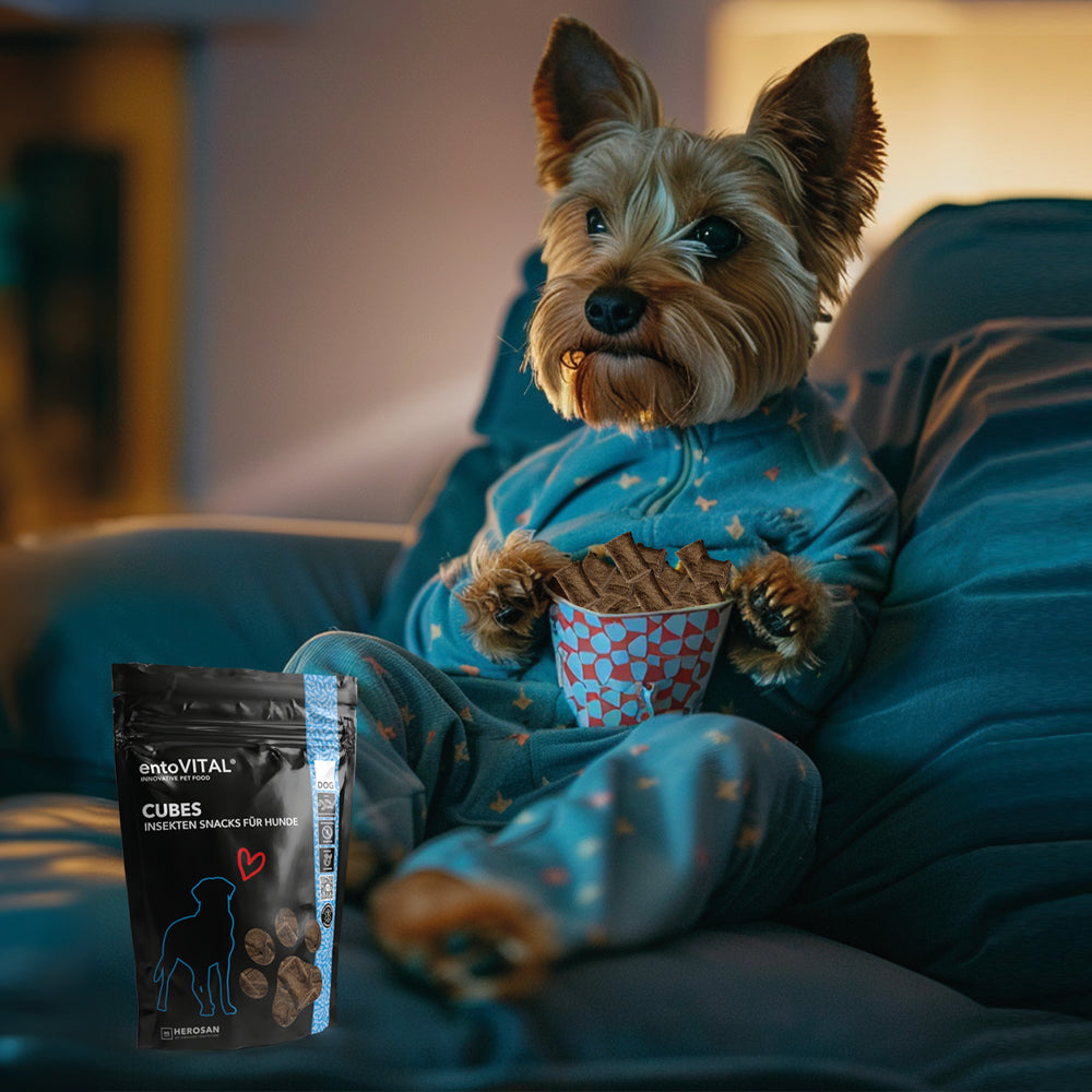 Werbemotiv: ein Yorkshire Terrier im Pyjama sitzt auf dem Sofa mit einem Becher voller entoVITAL DOG Cubes, davor der Beutel