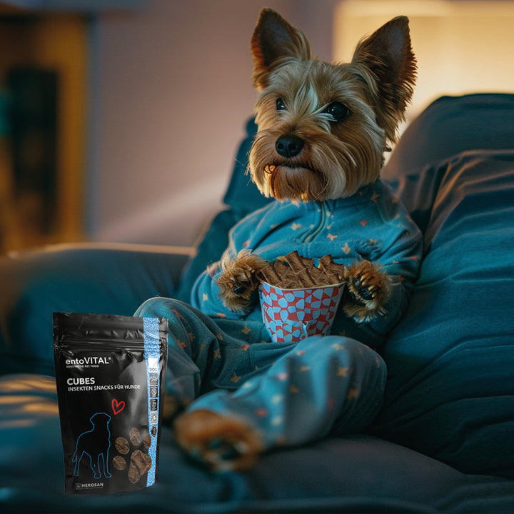Werbemotiv: ein Yorkshire Terrier im Pyjama sitzt auf dem Sofa mit einem Becher voller entoVITAL DOG Cubes, davor der Beutel