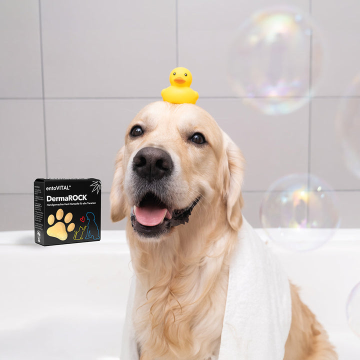 Golden Retriever in der Badewanne mit einer gelben Quietscheente auf dem Kopf, daneben die Schachtel entoVITAL DermaROCK
