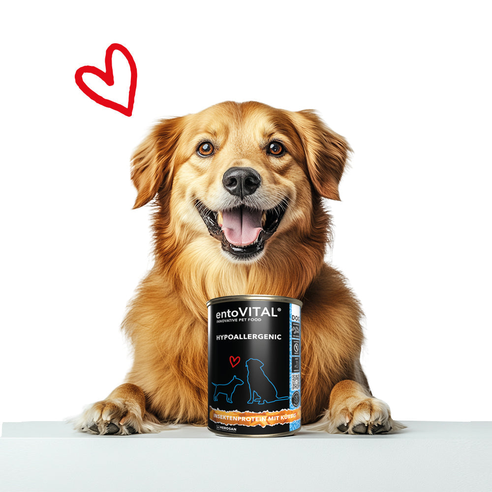 Golden Retriever liegt hinter einer Dose entoVITAL DOG HYPOALLERGENIC Nassfutter, daneben ein rotes Herz