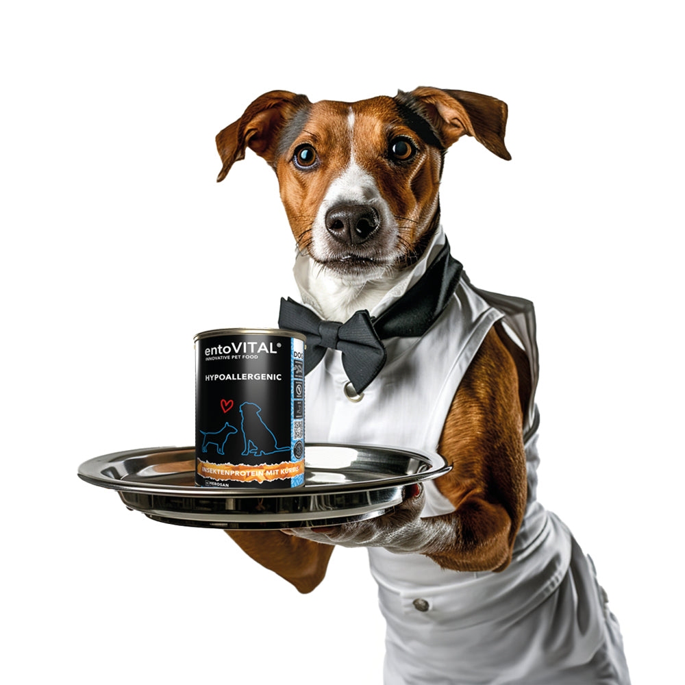 Werbemotiv: ein Jack Russell Terrier als Kellner mit Fliege serviert eine Dose entoVITAL DOG HYPOALLERGENIC Nassfutter auf einem Tablett