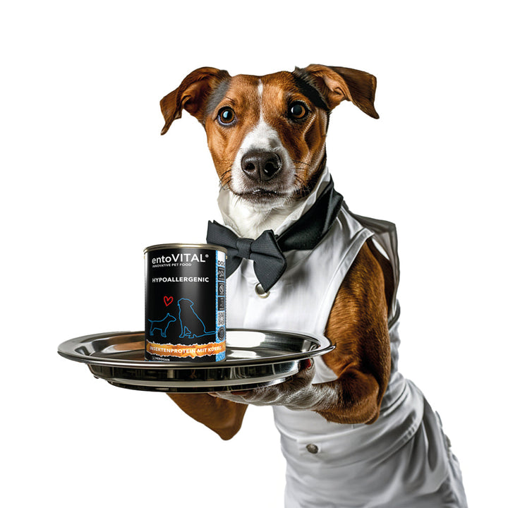 Werbemotiv: ein Jack Russell Terrier als Kellner mit Fliege serviert eine Dose entoVITAL DOG HYPOALLERGENIC Nassfutter auf einem Tablett