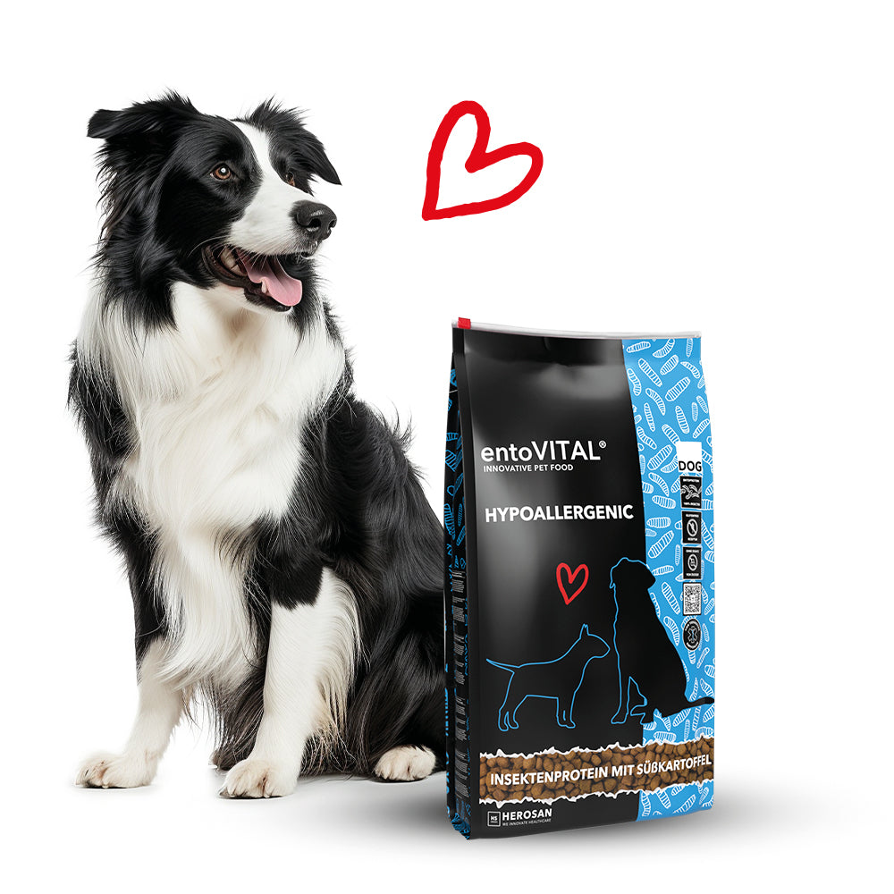 Border Collie sitzt neben einem Sack entoVITAL DOG HYPOALLERGENIC mit Insektenprotein und Süsskartoffel, darüber ein rotes Herz
