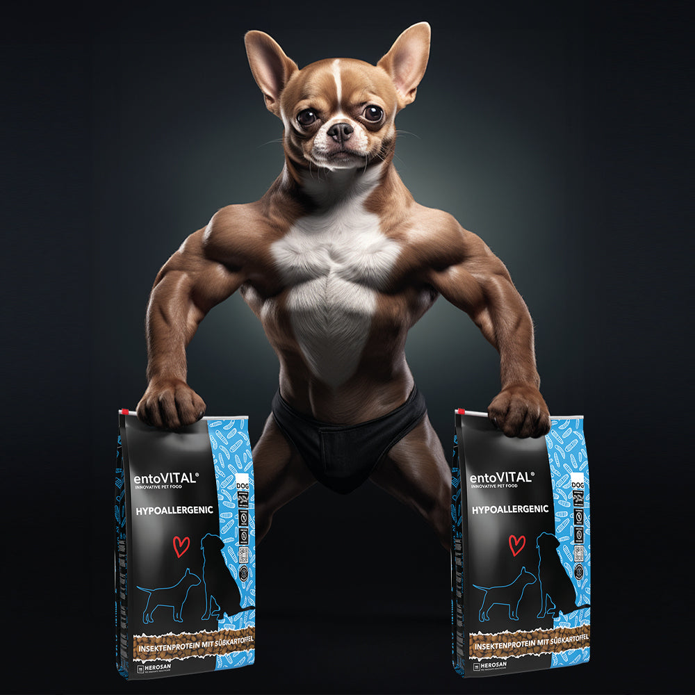Werbemotiv: ein muskulöser Chihuahua hält in jeder Pfote einen Sack entoVITAL DOG HYPOALLERGENIC