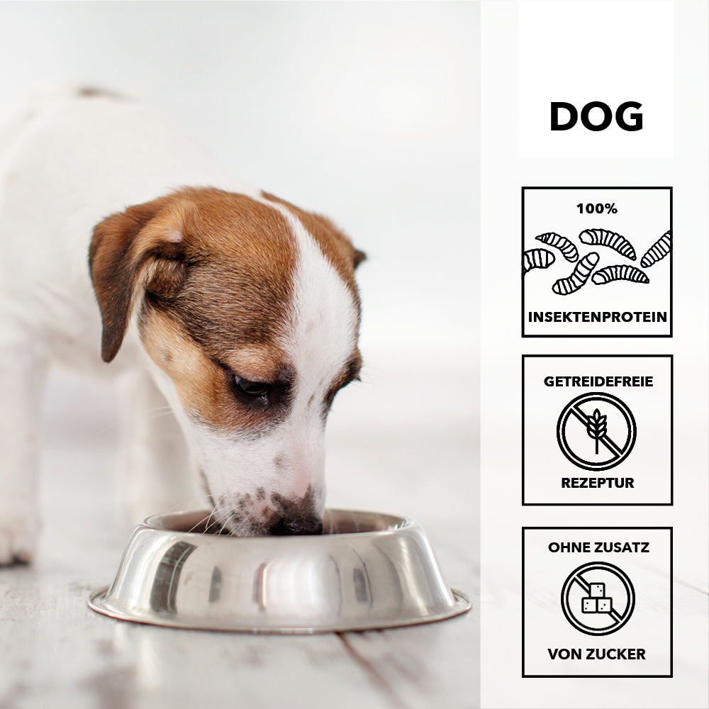 Jack Russell Terrier frisst aus einem Edelstahlnapf, daneben die Merkmale: 100 Prozent Insektenprotein, getreidefreie Rezeptur, ohne Zusatz von Zucker