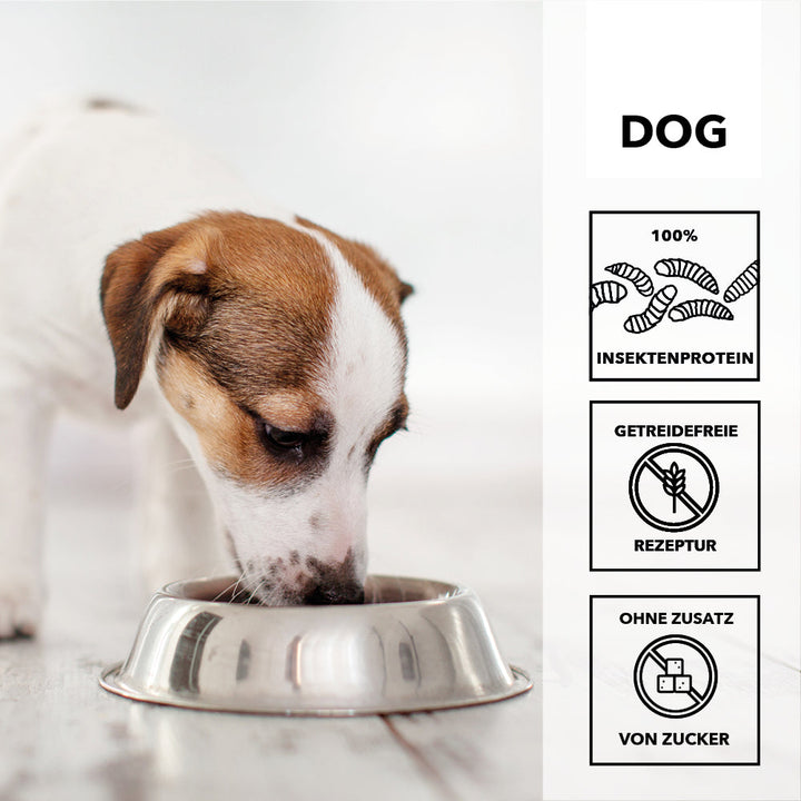 Jack Russell Terrier frisst aus einem Edelstahlnapf, daneben die Merkmale: 100 Prozent Insektenprotein, getreidefreie Rezeptur, ohne Zusatz von Zucker