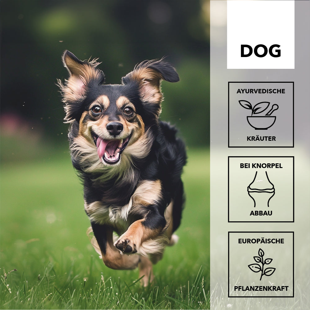 Kleiner schwarz-brauner Hund rennt über eine Wiese, daneben die Merkmale: ayurvedische Kräuter, bei Knorpelabbau, europäische Pflanzenkraft