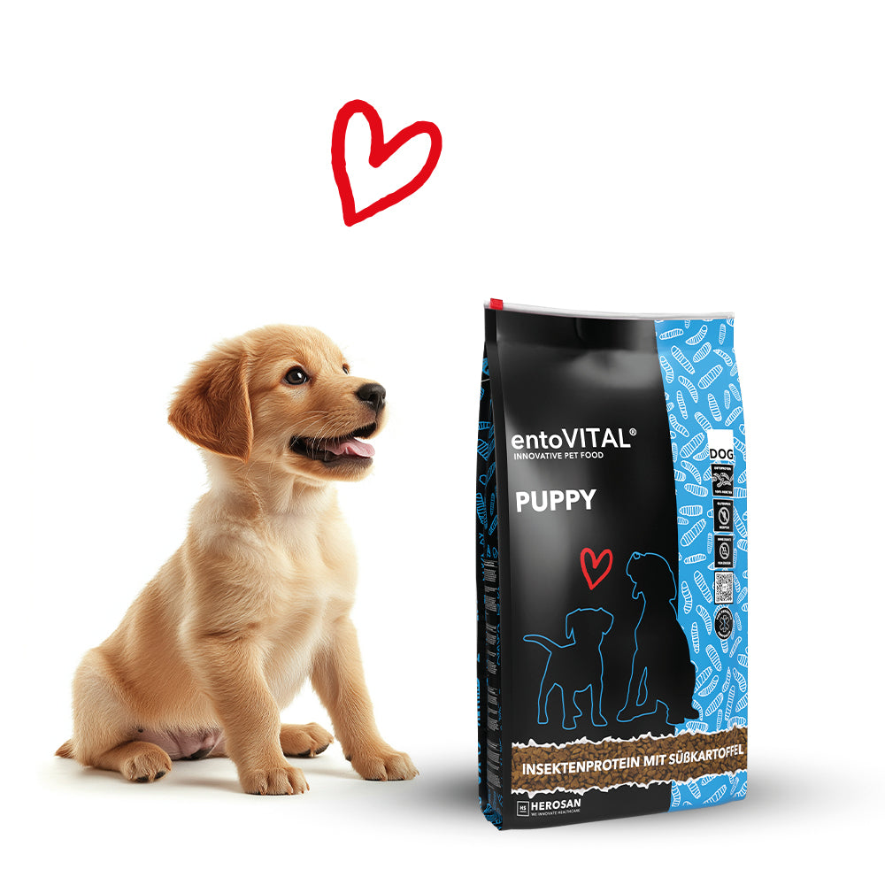 Golden-Retriever-Welpe sitzt neben einem Sack entoVITAL DOG PUPPY mit Insektenprotein und Süsskartoffel, darüber ein rotes Herz