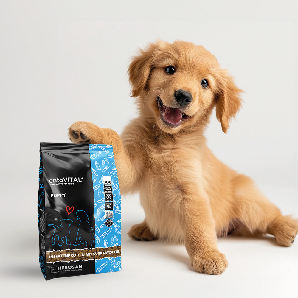 Golden-Retriever-Welpe legt eine Pfote auf einen Sack entoVITAL DOG PUPPY