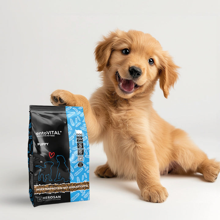 Golden-Retriever-Welpe legt eine Pfote auf einen Sack entoVITAL DOG PUPPY