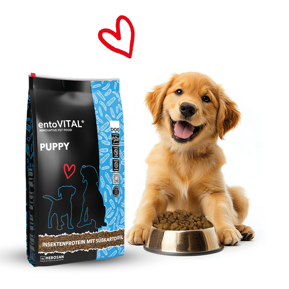 Golden-Retriever-Welpe sitzt hinter einem Edelstahlnapf mit Kroketten, daneben ein Sack entoVITAL DOG PUPPY und ein rotes Herz