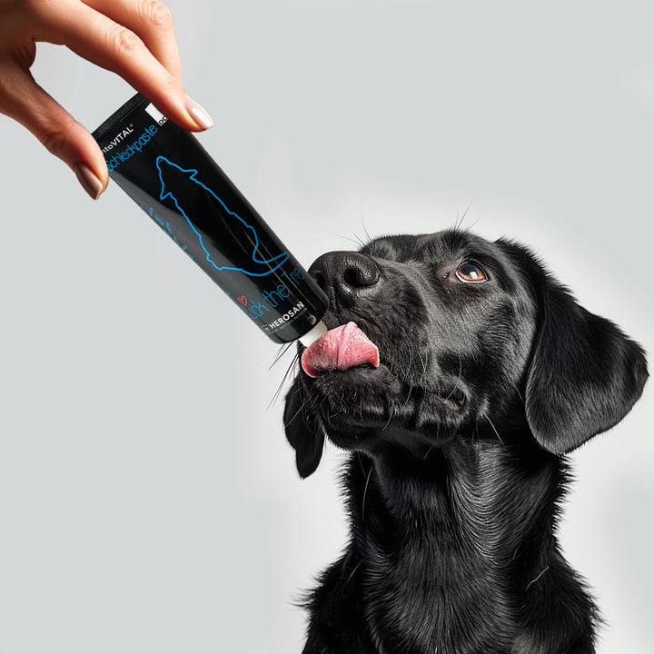 Eine Hand hält eine Tube entoVITAL DOG Schleckpaste, ein schwarzer Labrador leckt die Paste ab