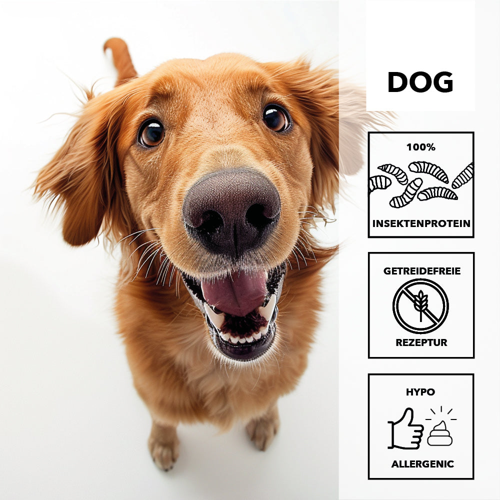 Golden Retriever von oben fotografiert, daneben die Merkmale: 100 Prozent Insektenprotein, getreidefreie Rezeptur, hypoallergen