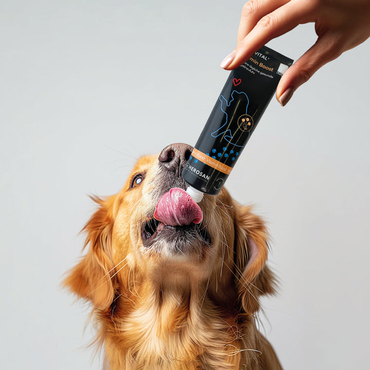 Eine Hand hält eine Tube entoVITAL DOG Vitamin Boost, ein Golden Retriever leckt die Paste ab