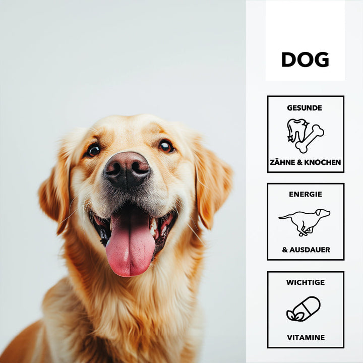 Golden Retriever mit heraushängender Zunge, daneben die Merkmale: gesunde Zähne und Knochen, Energie und Ausdauer, wichtige Vitamine