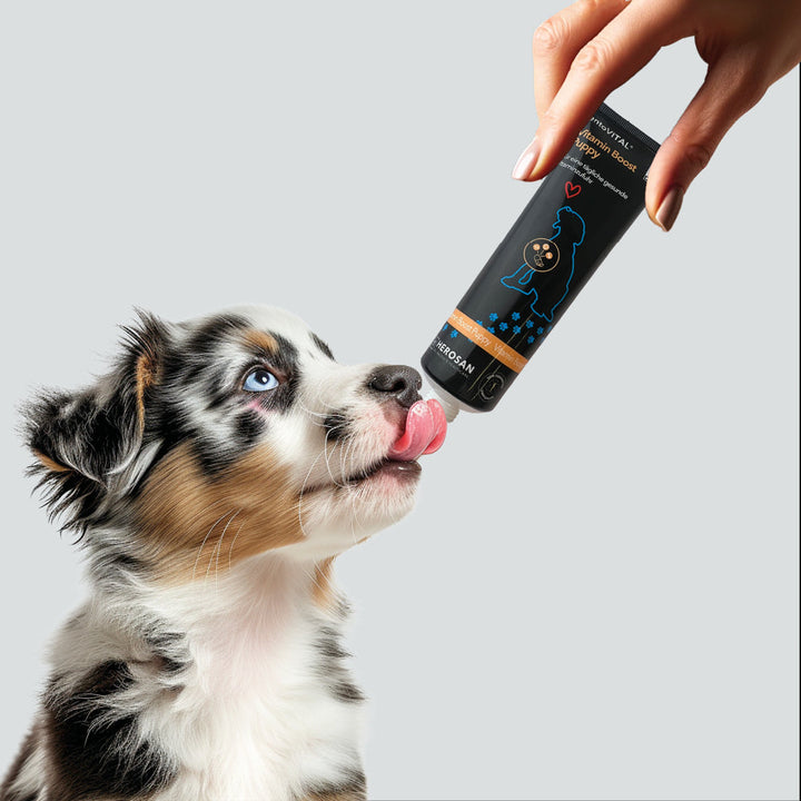 Eine Hand hält eine Tube entoVITAL DOG Vitamin Boost Puppy, ein Australian-Shepherd-Welpe leckt die Paste ab