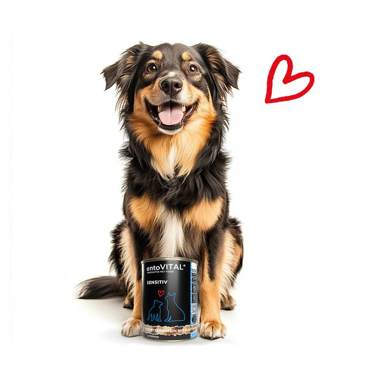 Schwarz-brauner Mischlingshund sitzt hinter einer Dose entoVITAL DOG SENSITIV Nassfutter, daneben ein rotes Herz