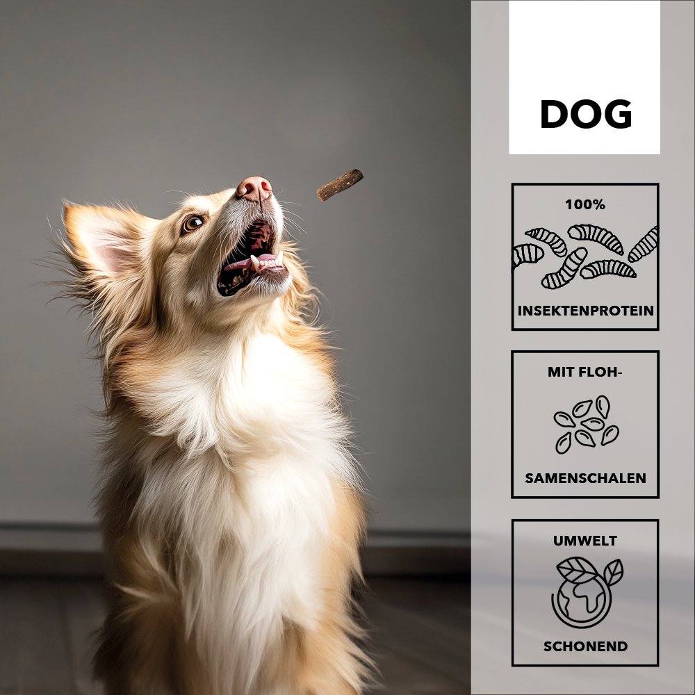 Heller Hund fängt einen entoVITAL DOG Soft Snack in der Luft, daneben die Merkmale: 100 Prozent Insektenprotein, mit Flohsamenschalen, umweltschonend