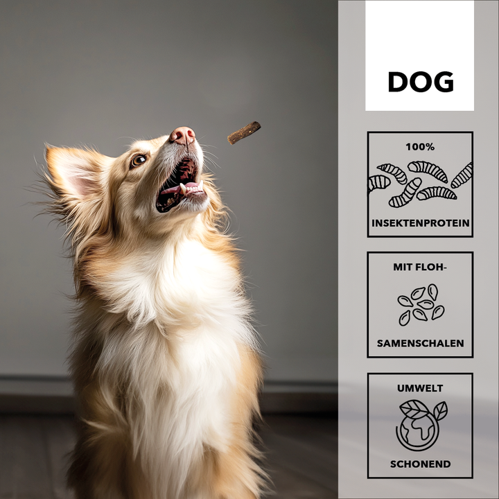 Heller Hund fängt einen entoVITAL DOG Soft Snack in der Luft, daneben die Merkmale: 100 Prozent Insektenprotein, mit Flohsamenschalen, umweltschonend