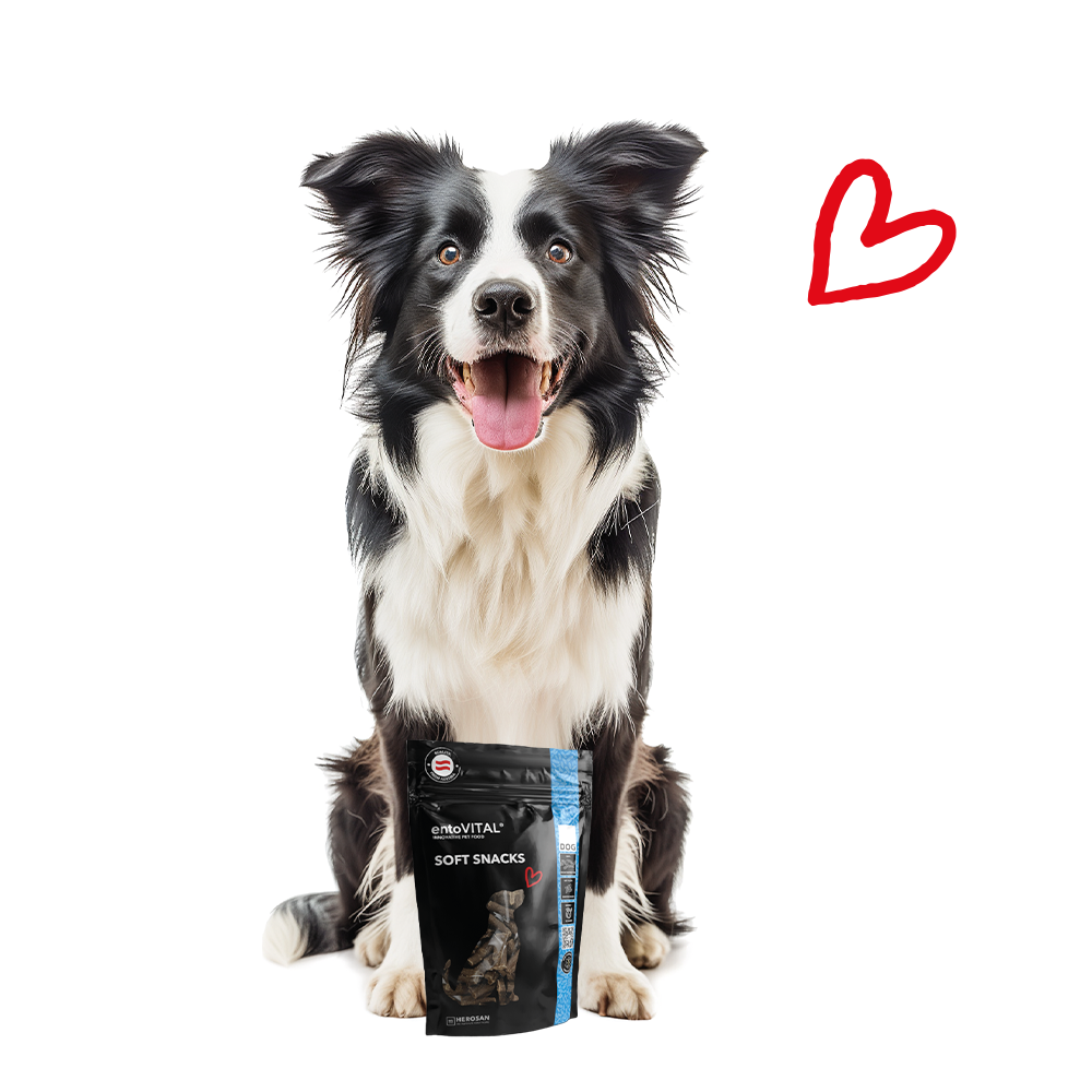 Border Collie sitzt hinter einem Beutel entoVITAL DOG Soft Snacks, daneben ein rotes Herz