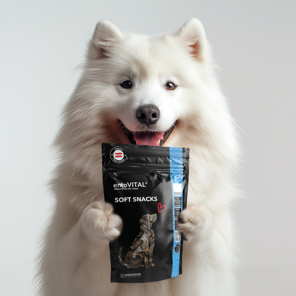 Weisser Spitz hält aufrecht einen Beutel entoVITAL DOG Soft Snacks zwischen den Pfoten