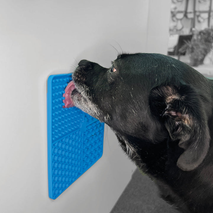 Schwarzer Hund leckt eine an der Wand haftende blaue entoVITAL Schleckmatte ab