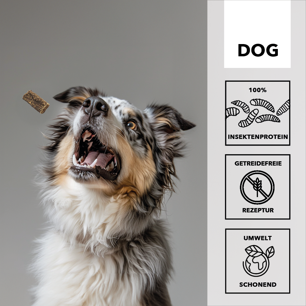 Australian Shepherd fängt einen entoVITAL Soft Snack in der Luft, daneben die Merkmale: 100 Prozent Insektenprotein, getreidefreie Rezeptur, umweltschonend