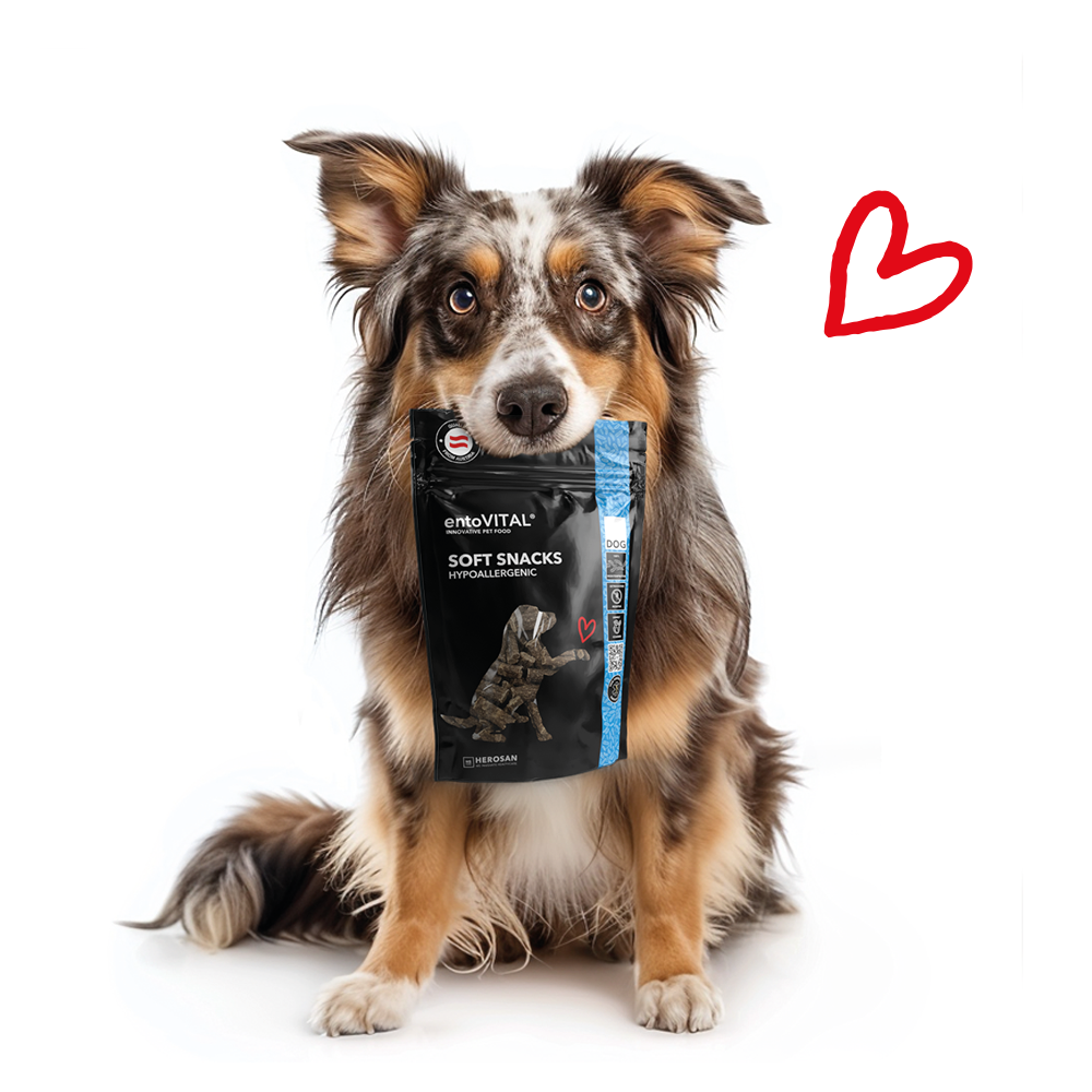 Australian Shepherd hält einen Beutel entoVITAL DOG Soft Snacks HYPOALLERGENIC im Maul, daneben ein rotes Herz